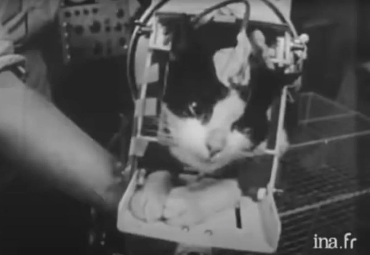 Félicette, the first cat in space, is strapped into a launch seat to be loaded into the Veronique rocket. Credit: ina.fr/youtube.com
