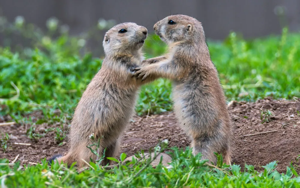 Humans aren't the only Earthlings with language. Prairie dogs may be able to communicate complex ideas to the rest of their pack. Credit: Lavin Photography / Getty Images