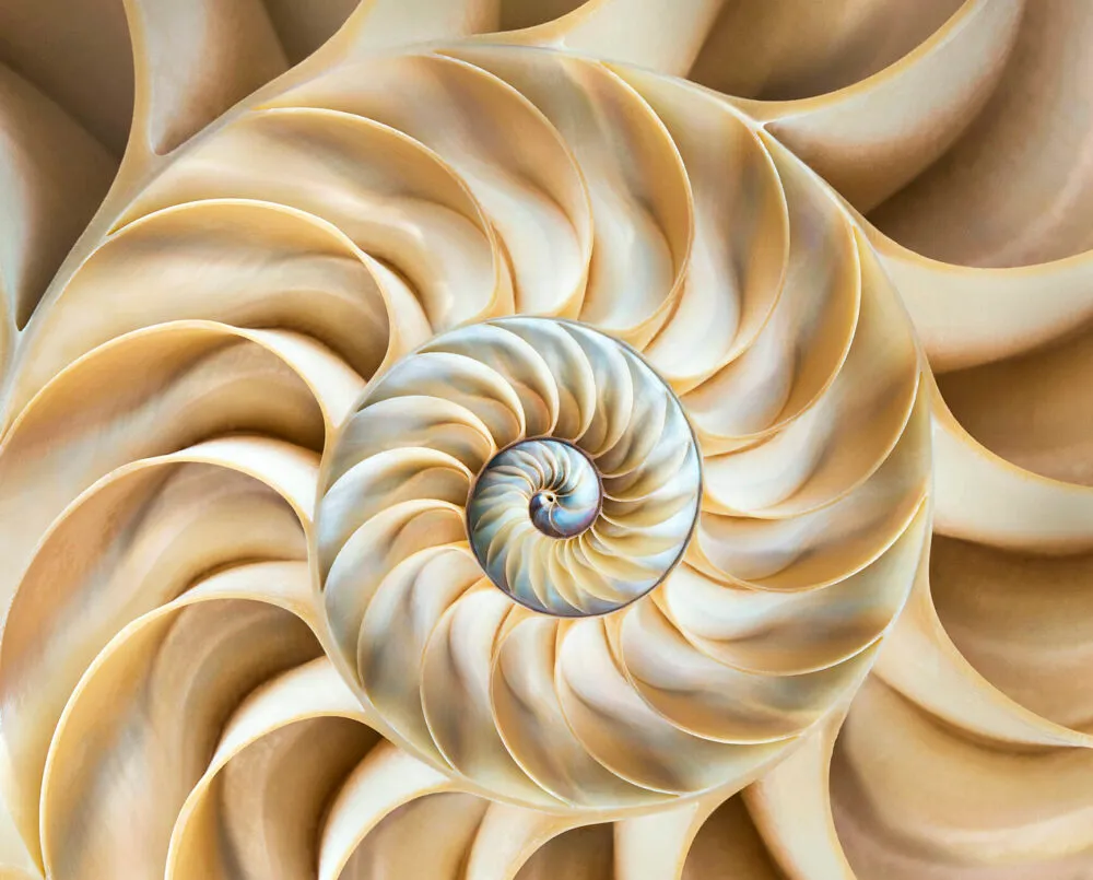 Cross section of a nautilus shell. Credit: Dimitri Otis / Getty Images