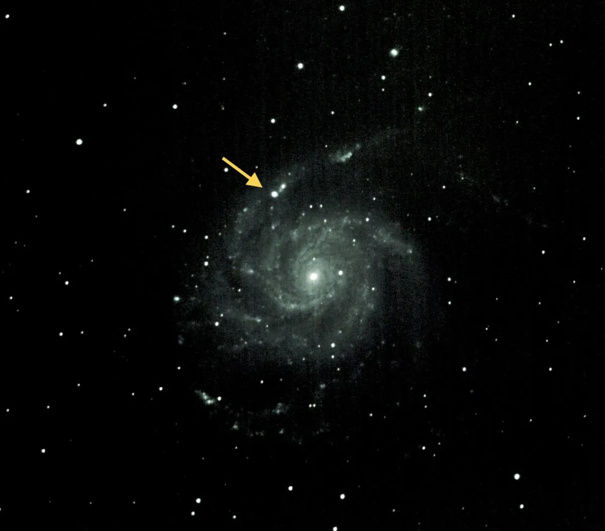 M101 supernova by Steve Speno, New York, USA, 21 may 2023. Equipment: Canon T3i, Vintage C8 telescope with 6.3 reducer, Optolong L Pro filter. 150 x 120