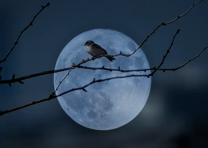 Silhouette of a tree with a bird on it in front of a bright full Moon. Credit: Credit: Yaorusheng / Getty Images