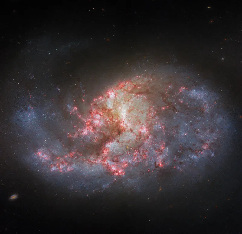 Spiral galaxy NGC 1385 Hubble Space Telescope, 13 November 2023 Credit: ESA/Hubble & NASA, R. Chandar, J. Lee and the PHANGS-HST team