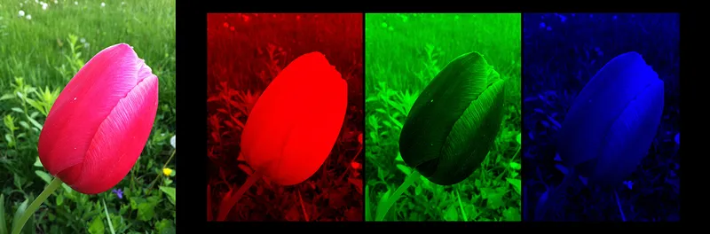 Demonstrating the breakdown of a digital image into separate red, green and blue colour channels 