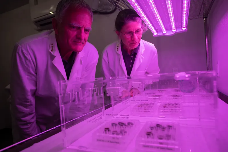 In 2022, scientists successfully grew crops in lunar soil, in labs on Earth. Credit: UF/IFAS photo by Tyler Jones