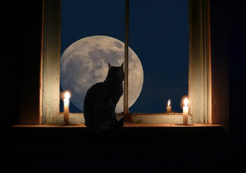 Cat looking at the Moon. Credit: Credit:	Istvan Hernadi photography, Mountain Visions / Getty Images