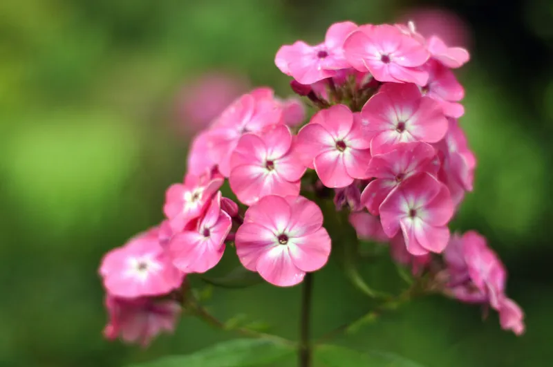 The Pink Moon owes its name more to spring flowers like phlox, rather than the appearance of the Moon itself. Credit: Christina Kilgour / Getty Images