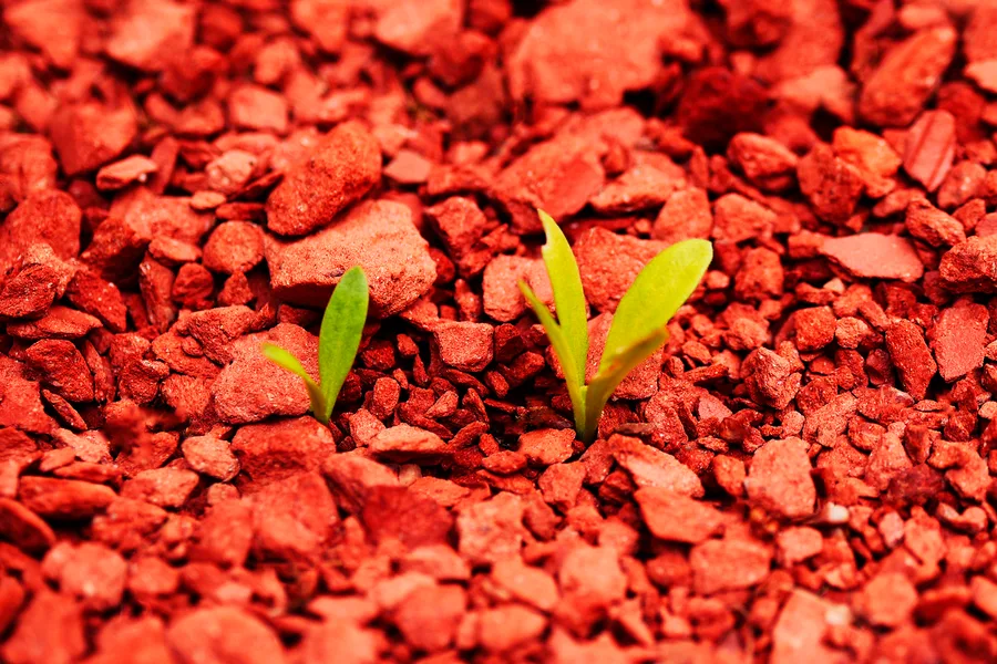 Mars Botanical We may be able to turn Mars green. Here's how science says we'll make ...