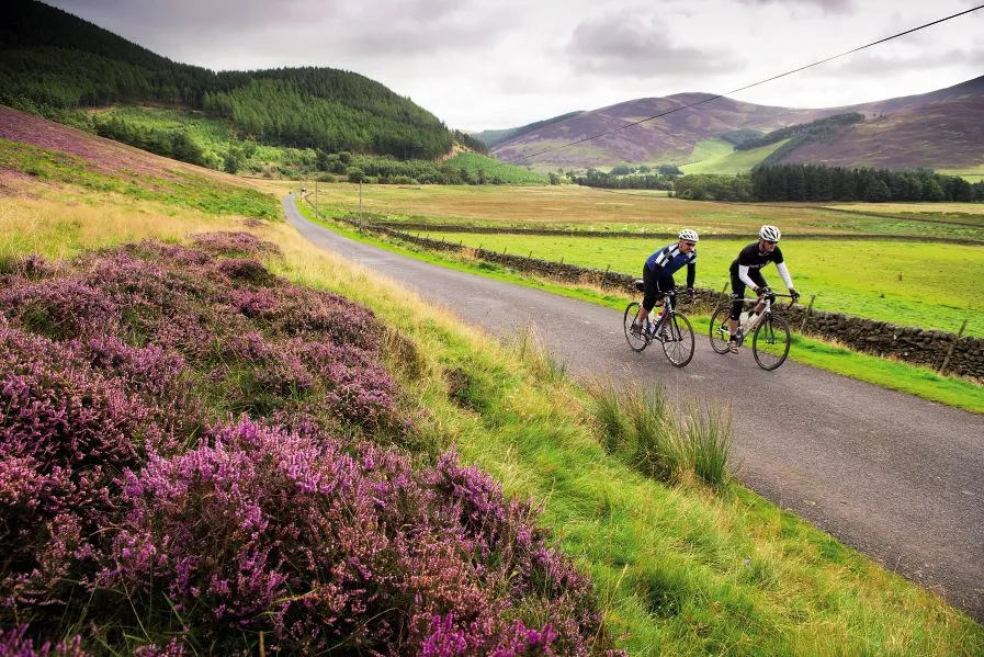 Two cyclists ride past some purple heather