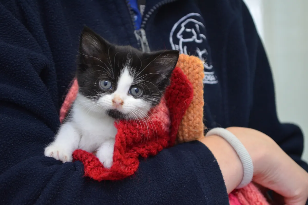 Battersea cats need toys and blankets