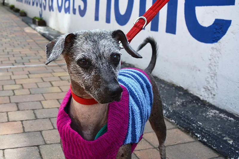 Battersea dog in knitted jumper