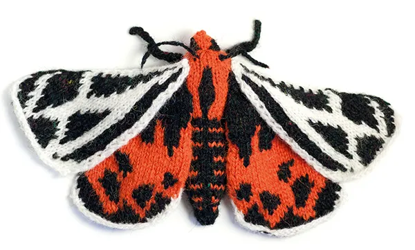 Max Alexander Ornate Tiger moth