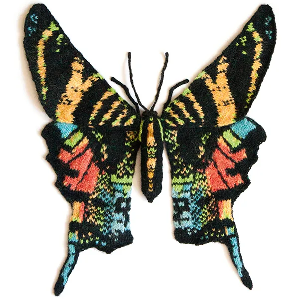 Max Alexander Urania Sloanus moth