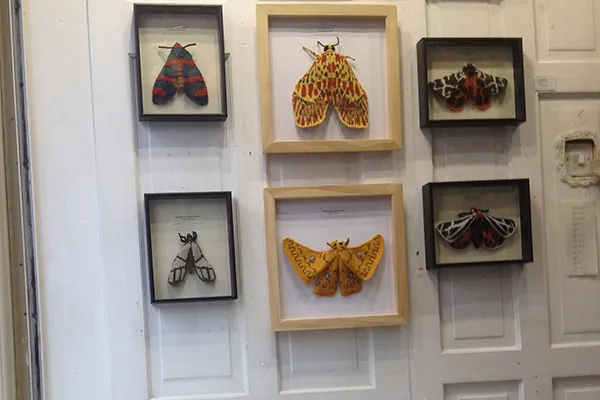 Max Alexander moth display