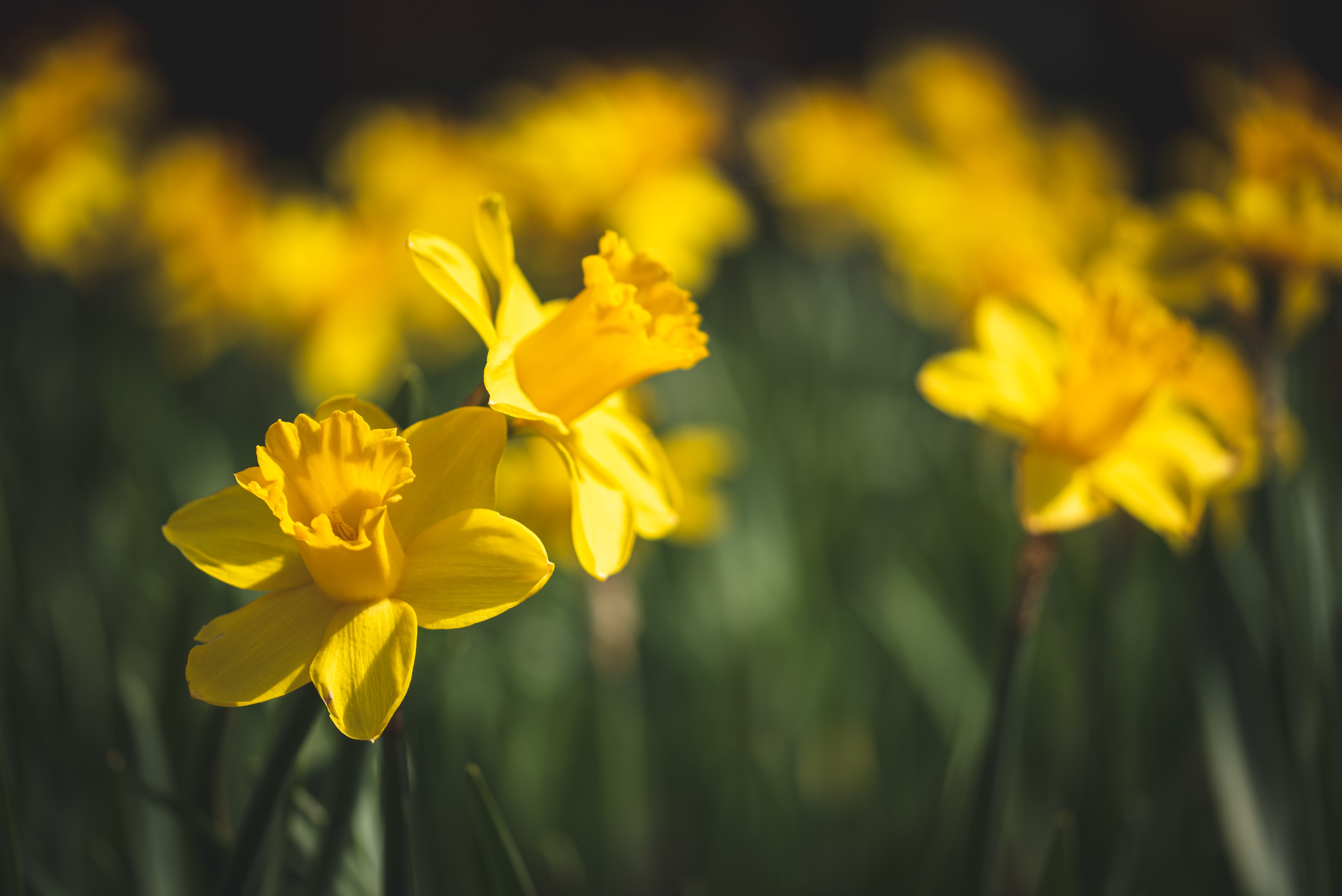 Daffodil stock image - Image credit Marian Kroell
