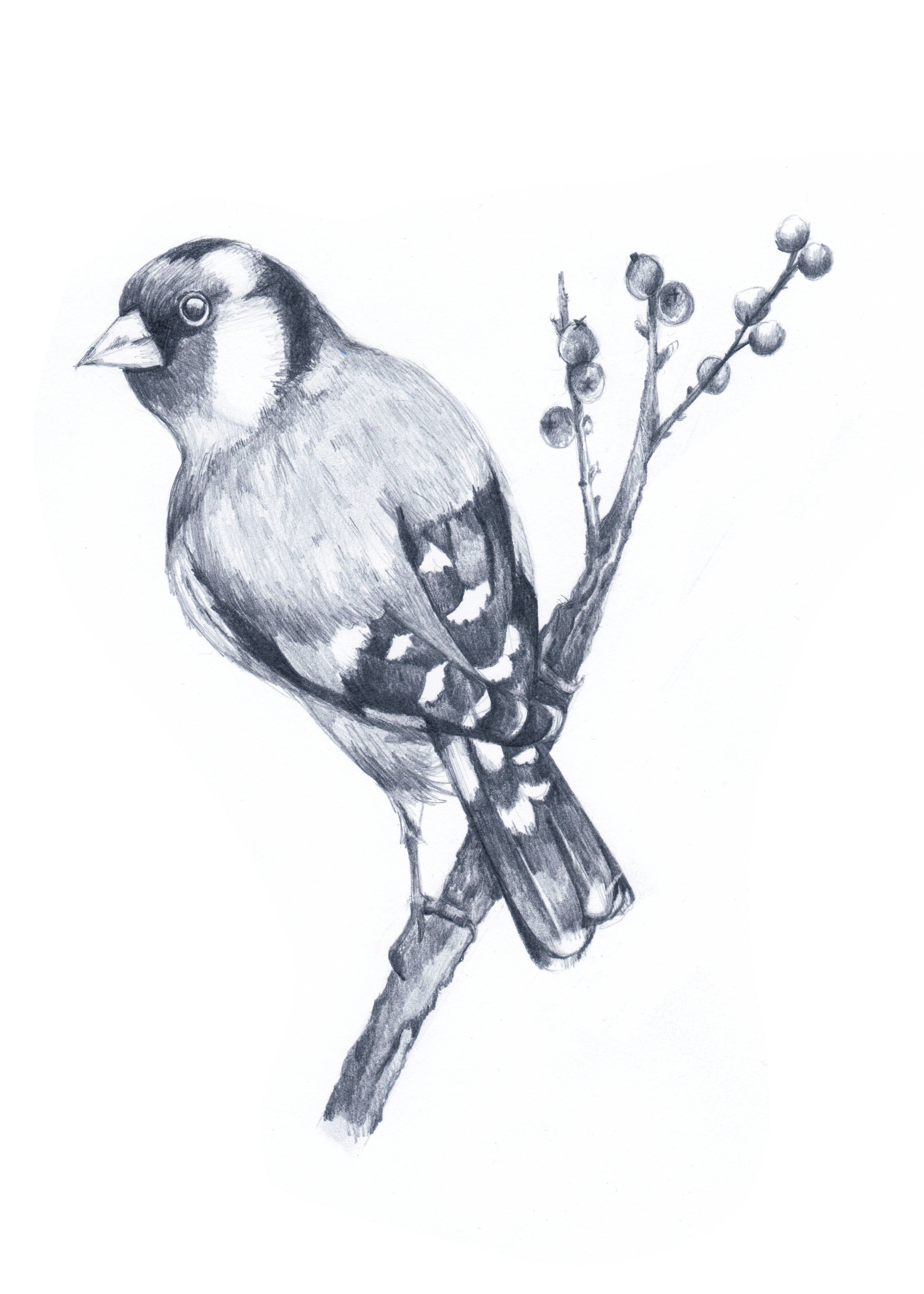 Freehand Pencil Bird Sketch by AbbysArtPortfolio on DeviantArt
