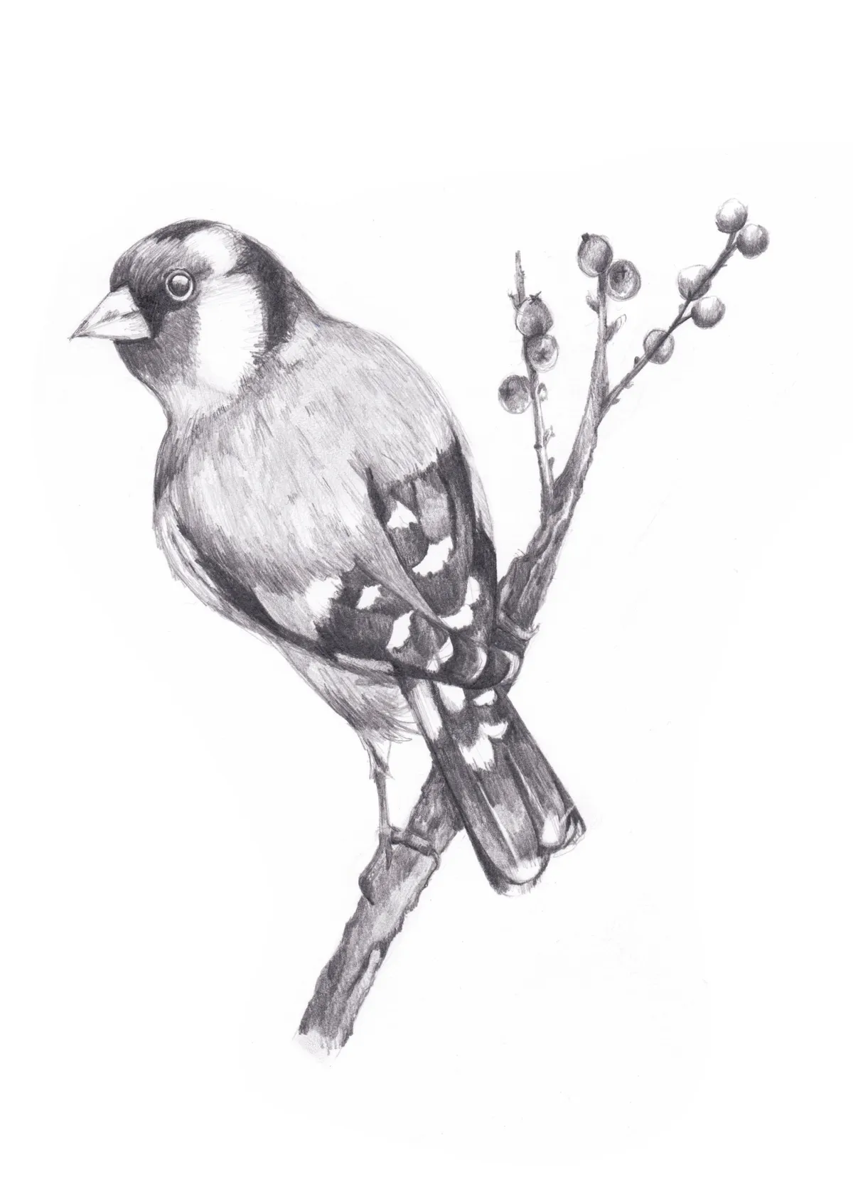 Pencil drawing techniques: learn how to draw a bird