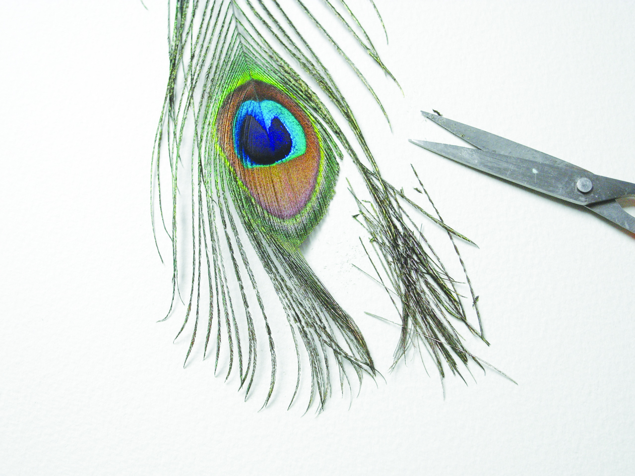 Drawing Peacock Feather, HD Png Download , Transparent Png Image - PNGitem