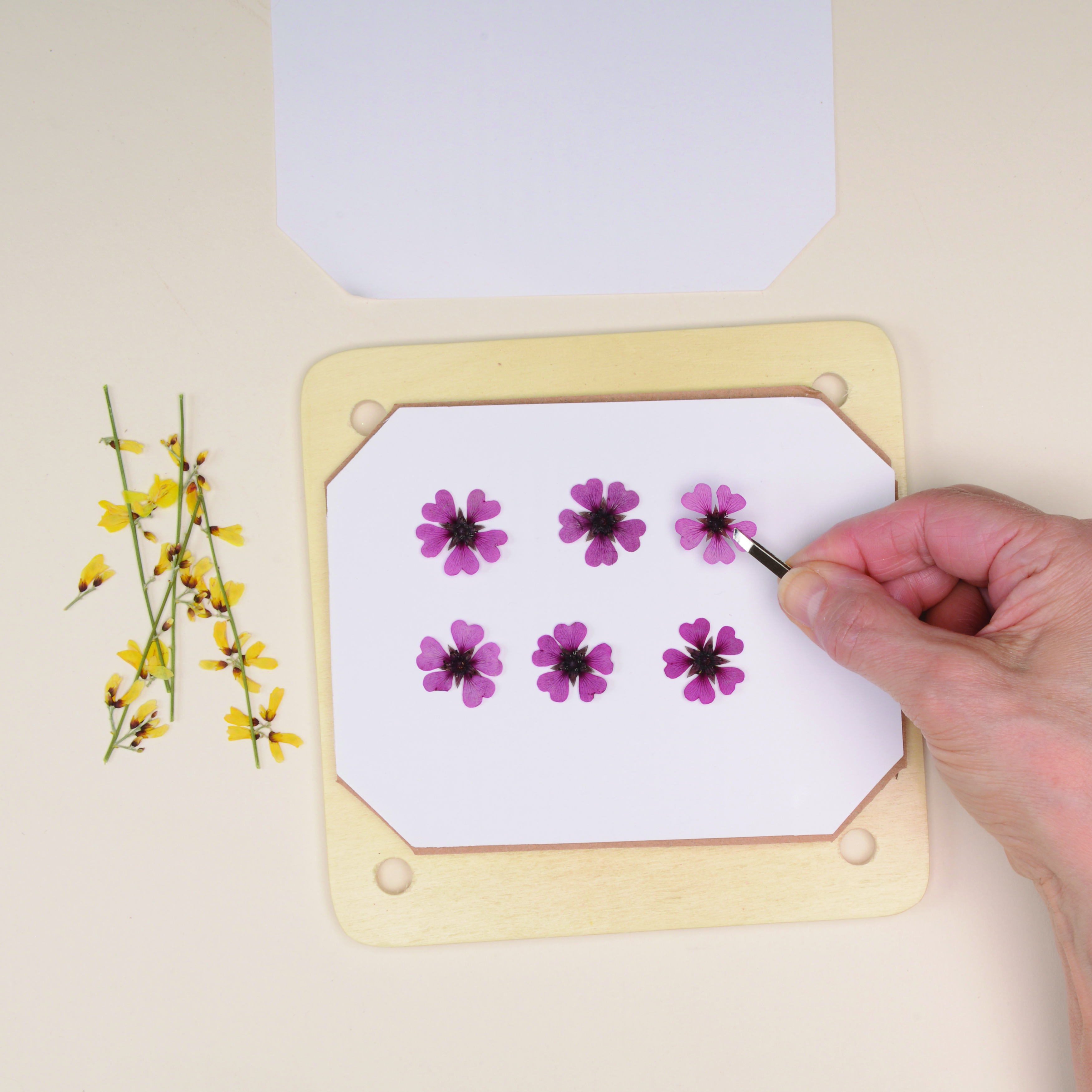 How to press flowers – step 2
