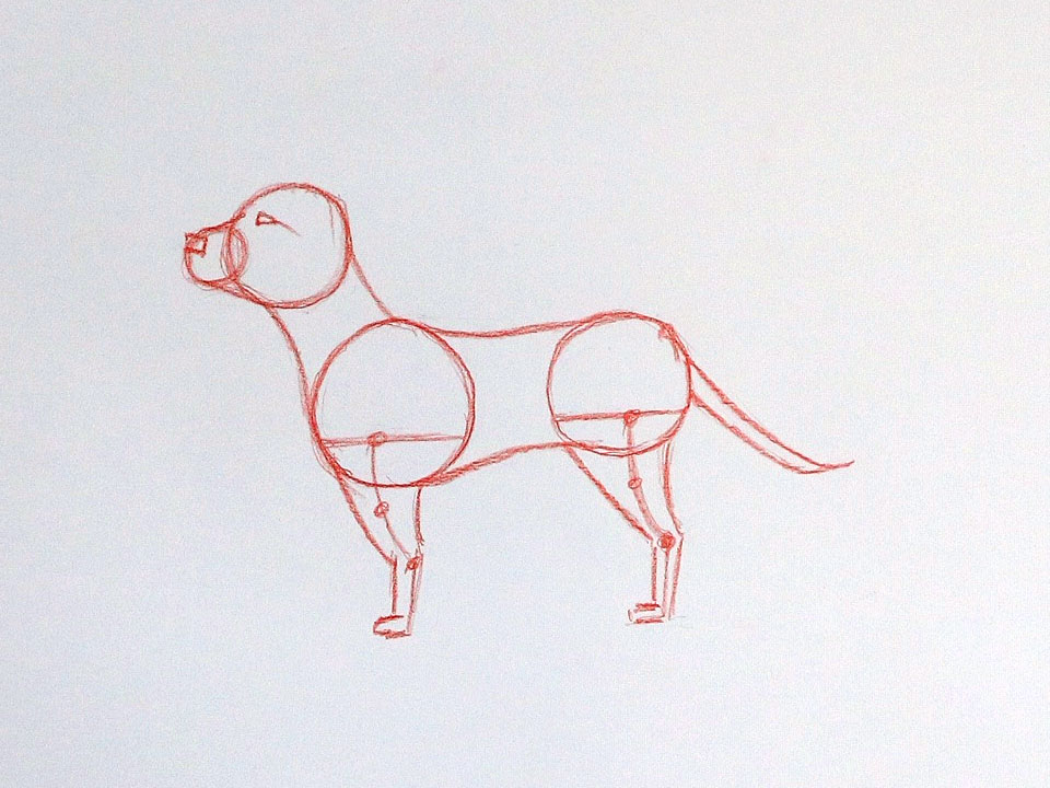Begin to draw the dog’s facial features
