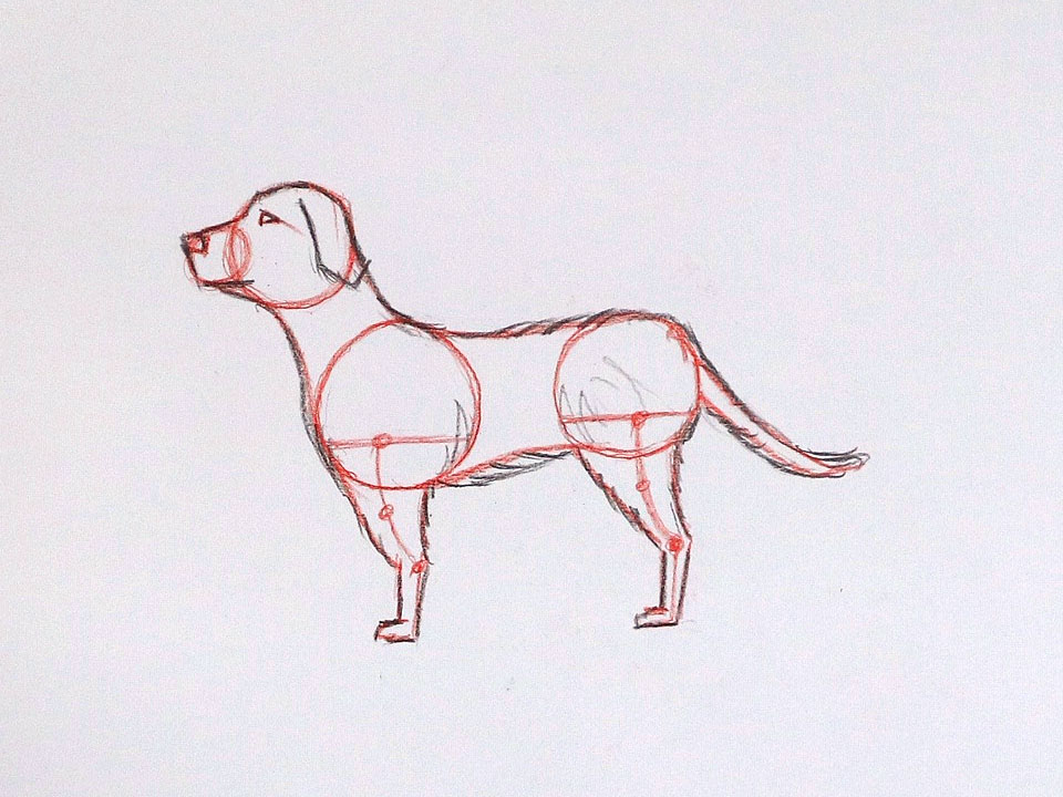 How to Draw a Dog – Easy Step by Step Tutorial – ART WORLD BLOG