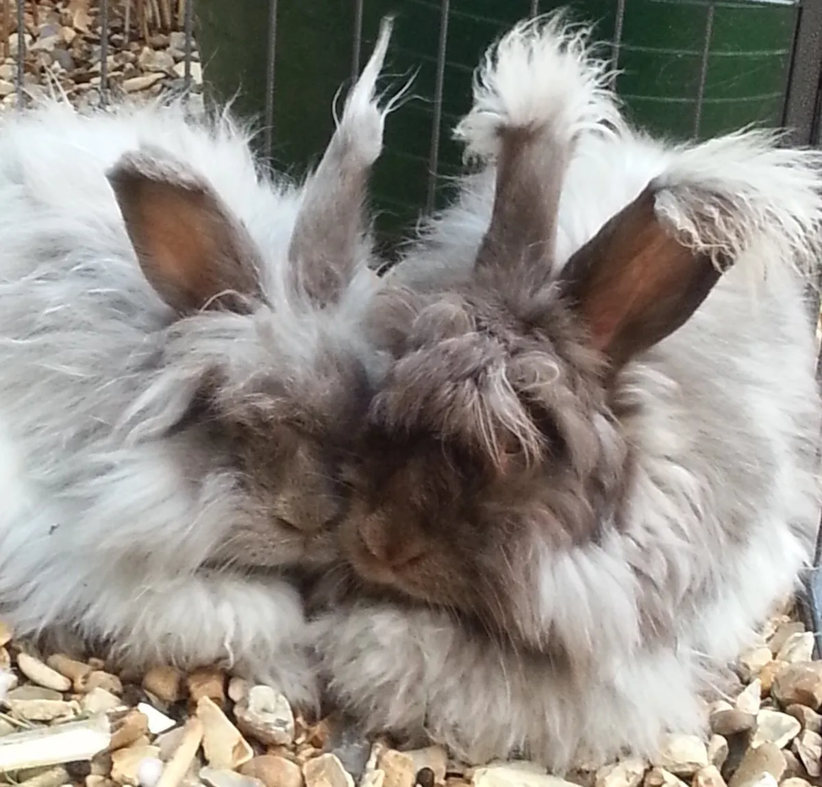 Ethical angora fibre from Clara and Pippin the rabbits - Angoras of Eden on Etsy