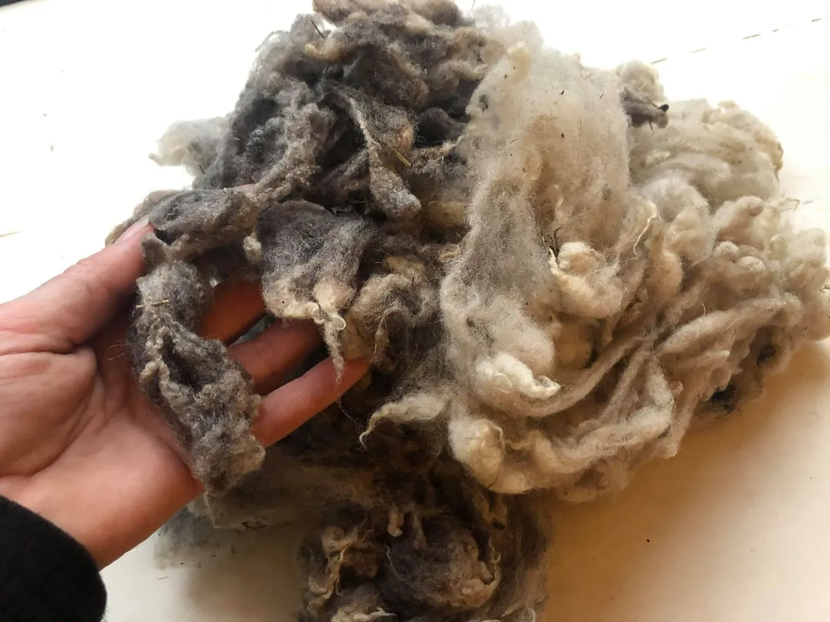 Shetland felting wool from rescue sheep - Ewe Love Shop on Etsy