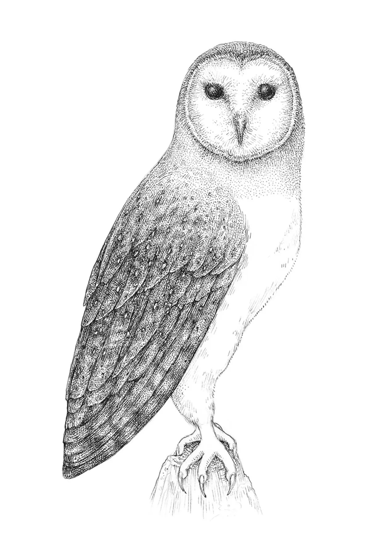 Halloween art projects – owl drawing
