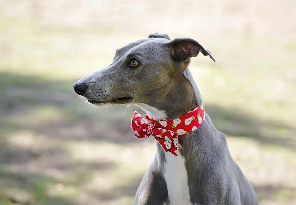 Dog bow tie pattern