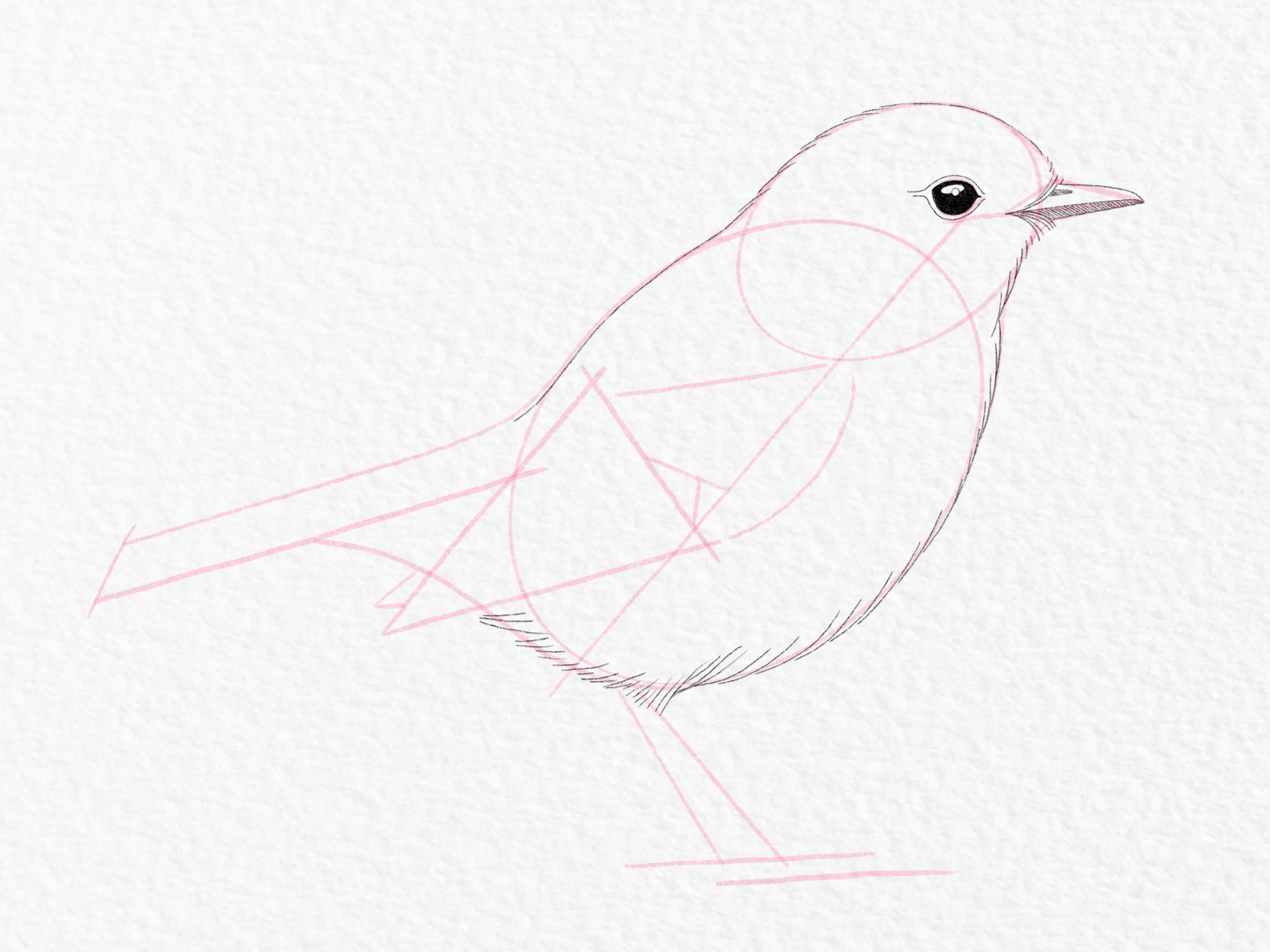 How to draw a bird – Step 10