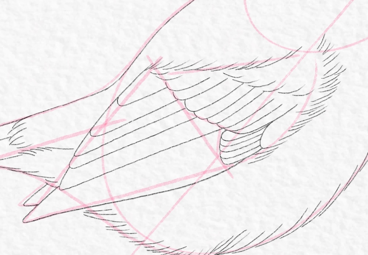How to draw a bird - Step 14 cropped