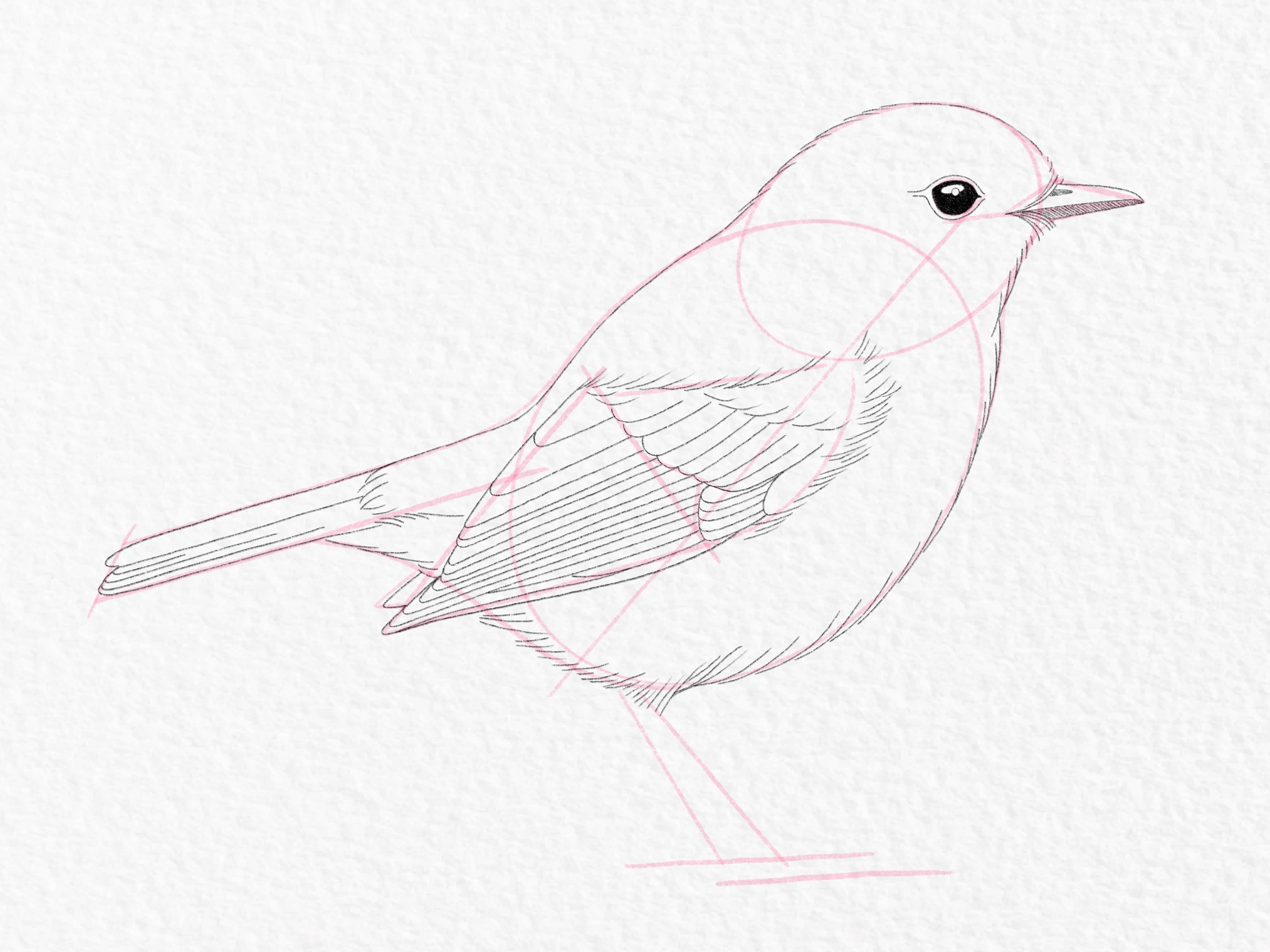 How to draw a bird - Step 15