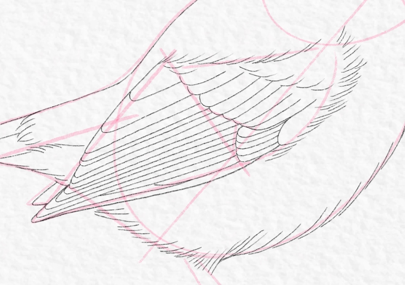 Line drawing simple bird - Stock Illustration [91085075] - PIXTA