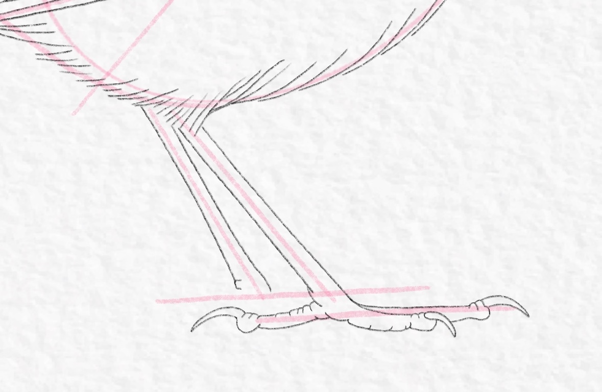 How to draw a bird - Step 17 cropped