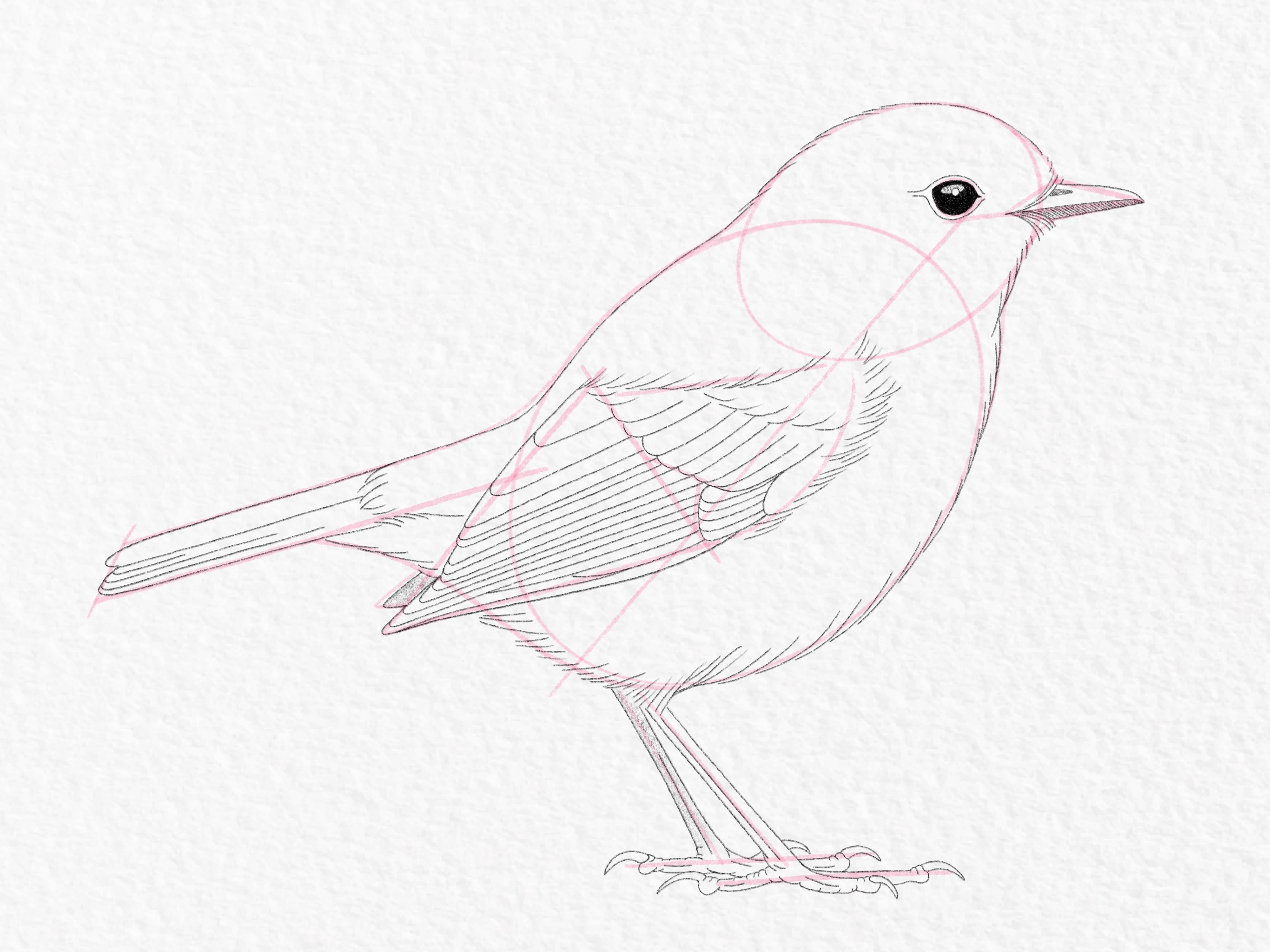 How to draw a bird - Step 18b