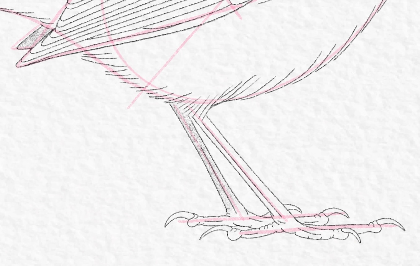 How to draw a bird - Step 18b cropped