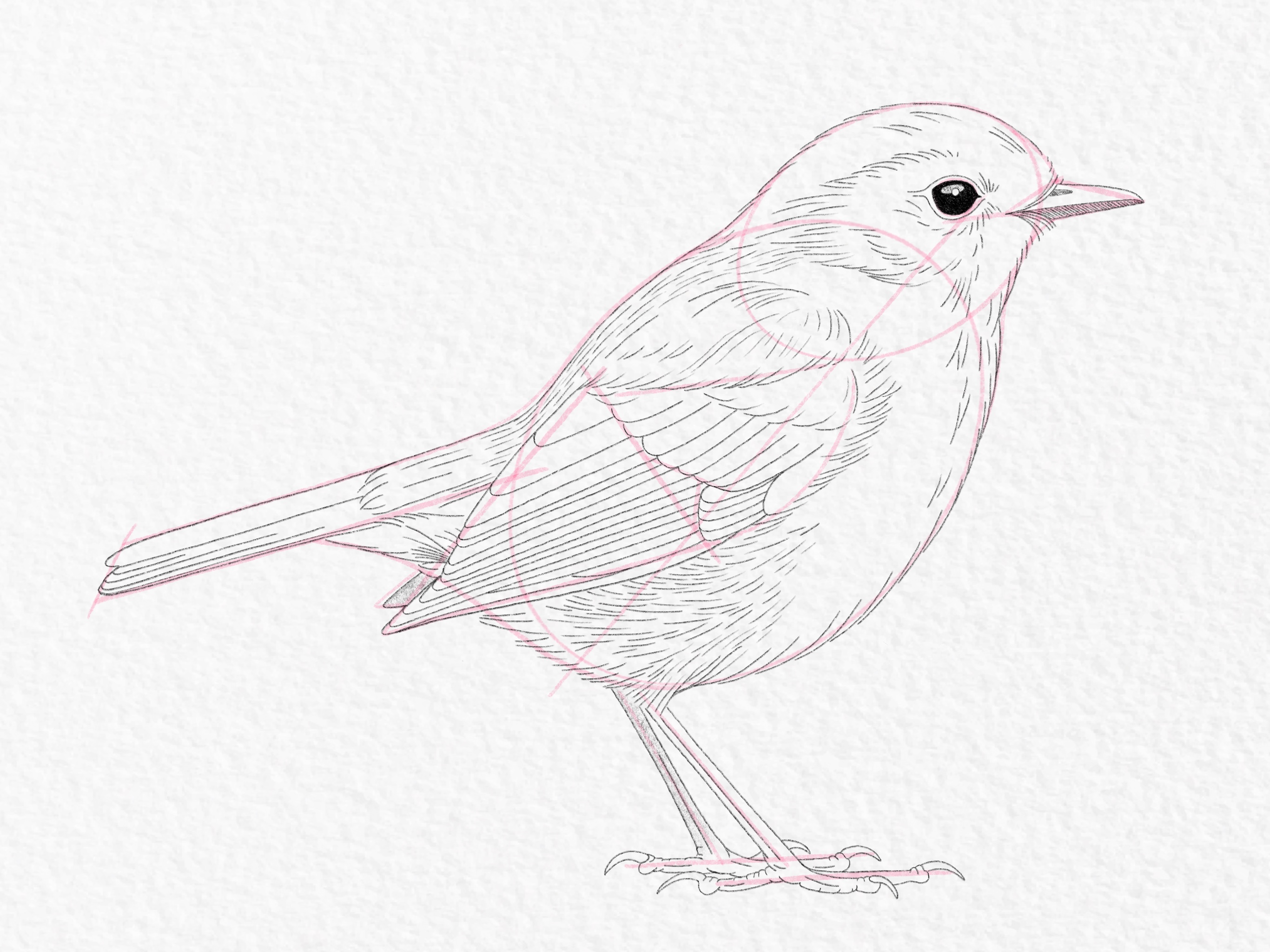 Pencil shading drawing of bird
