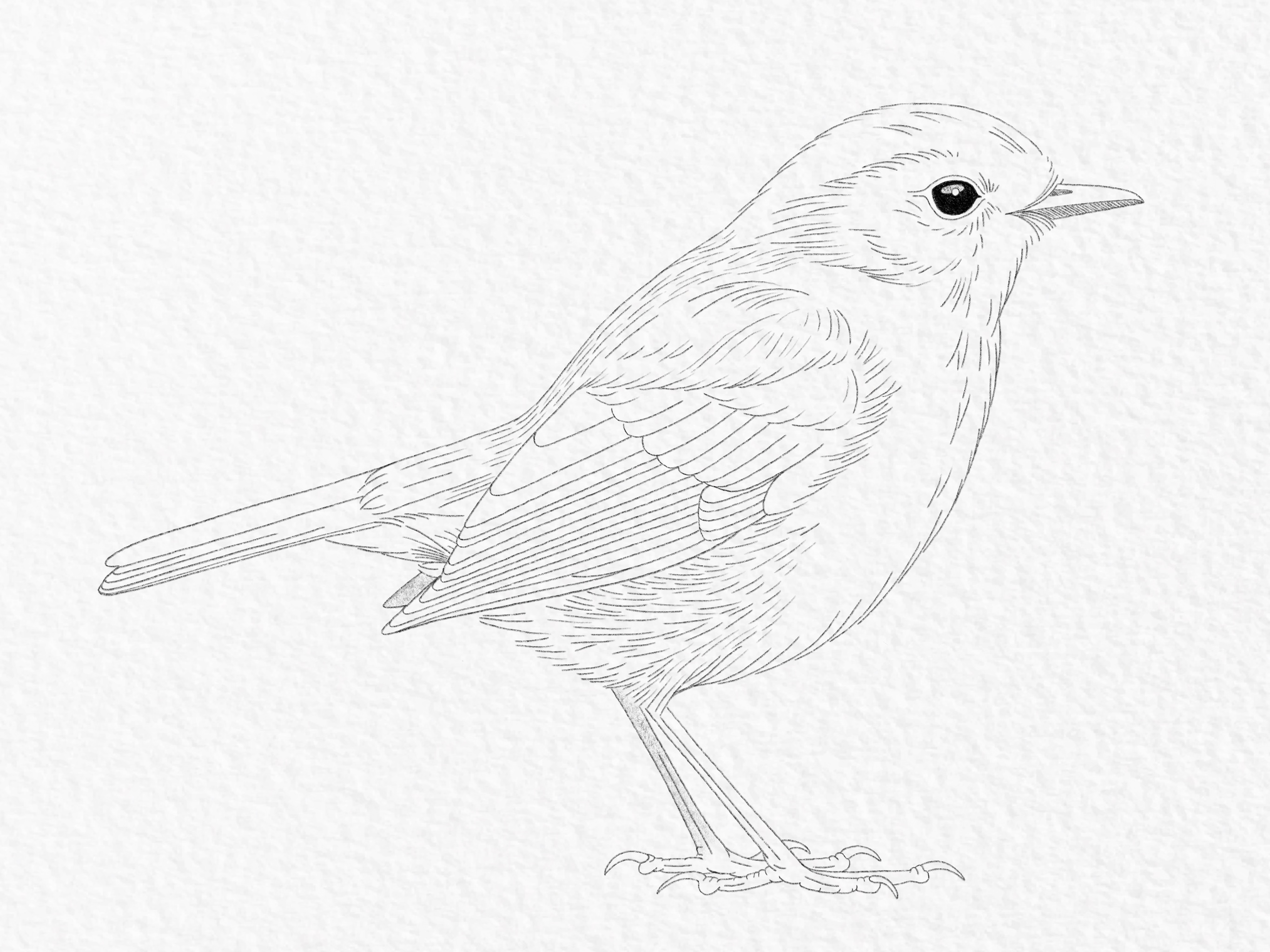 How to draw a bird - Step 20