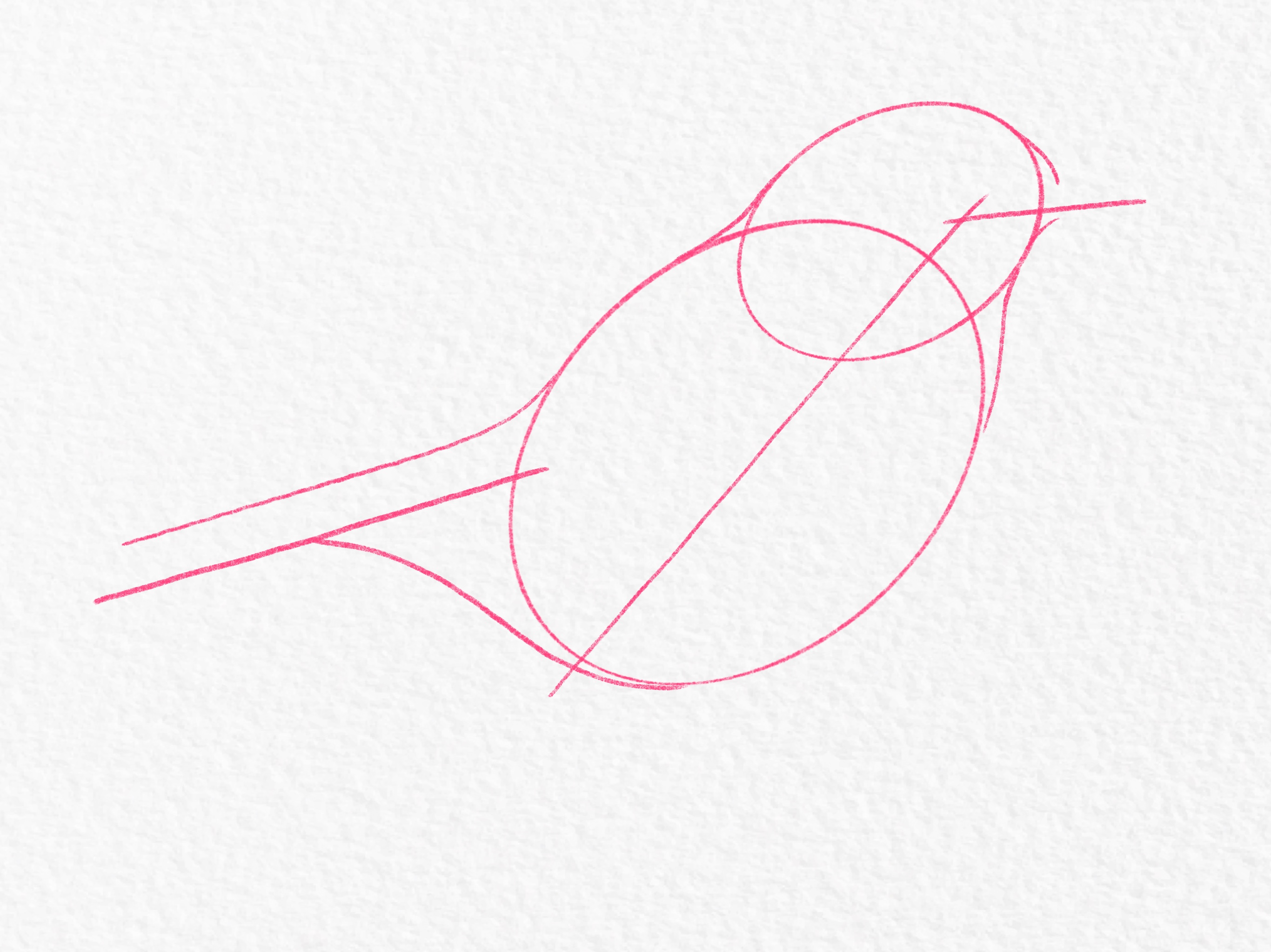 How to draw a bird Step 4 a1fbdf4