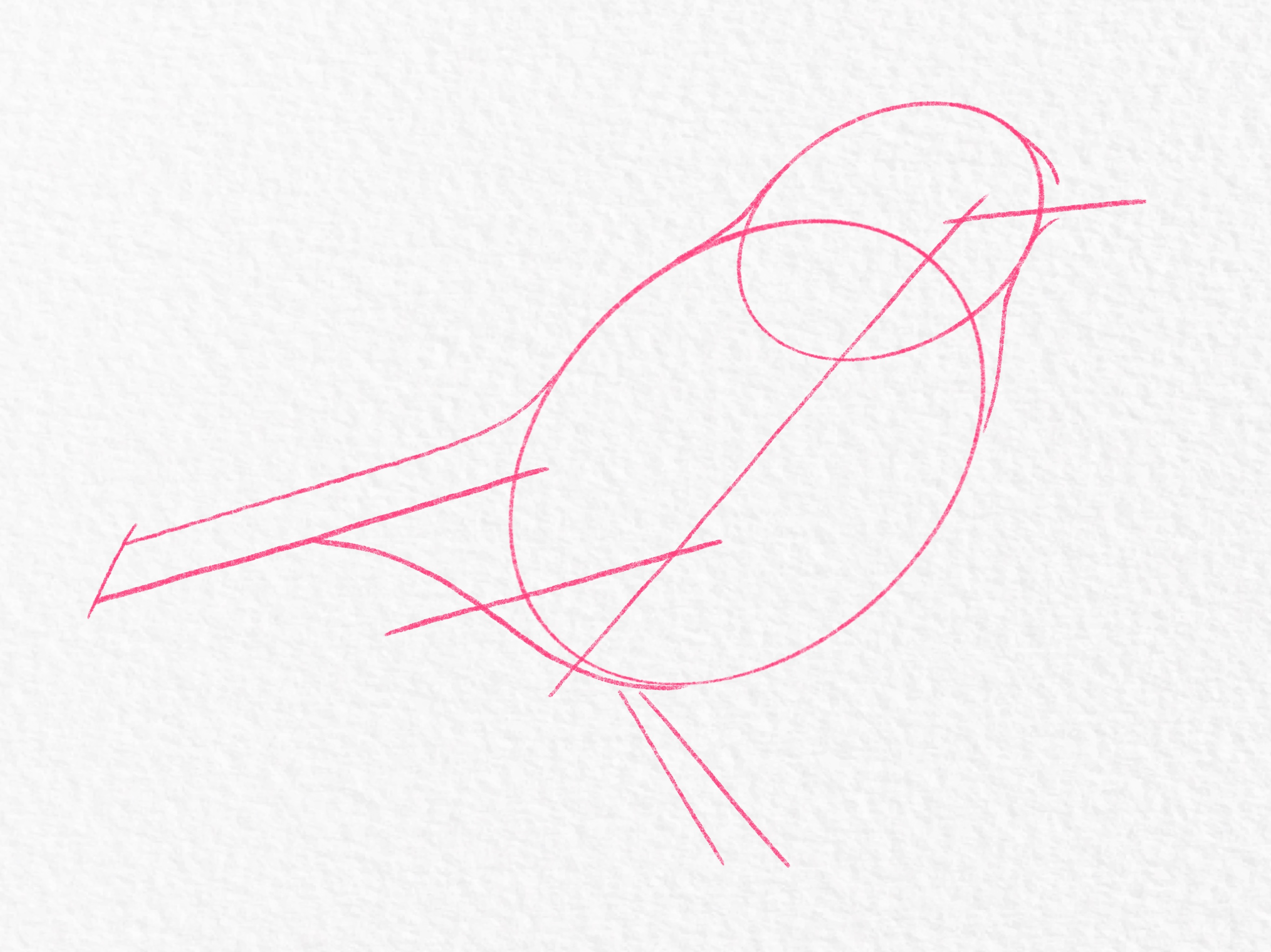 How to draw a bird – Step 5