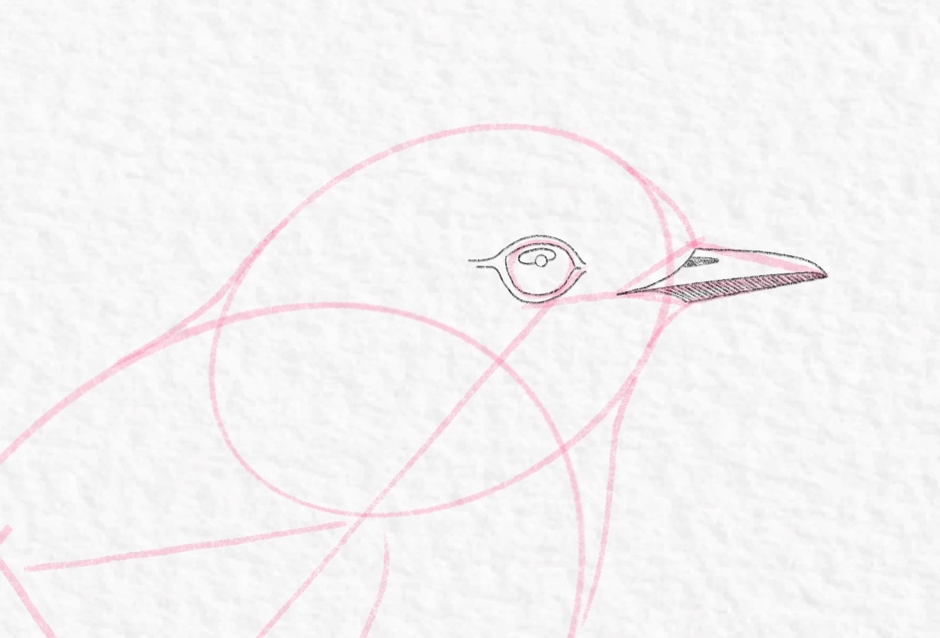 How to draw a bird – Step 8b cropped