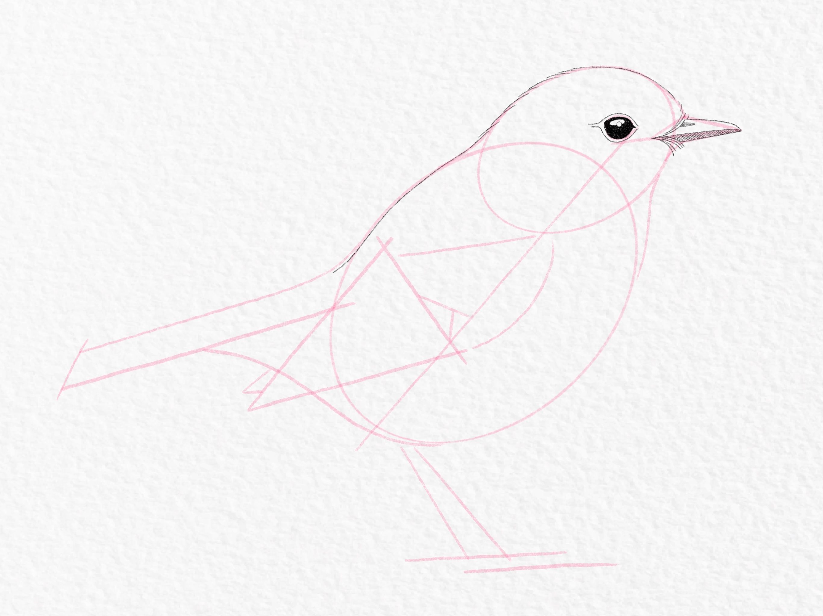 How to draw a bird – Step 9