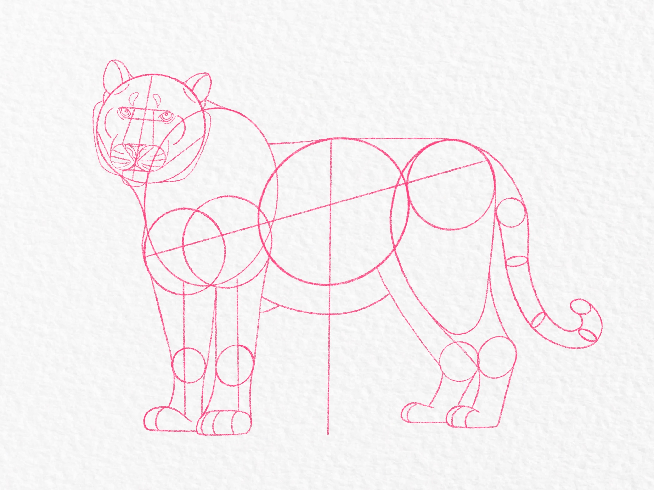 How to draw a tiger, step by step tutorial - step 25