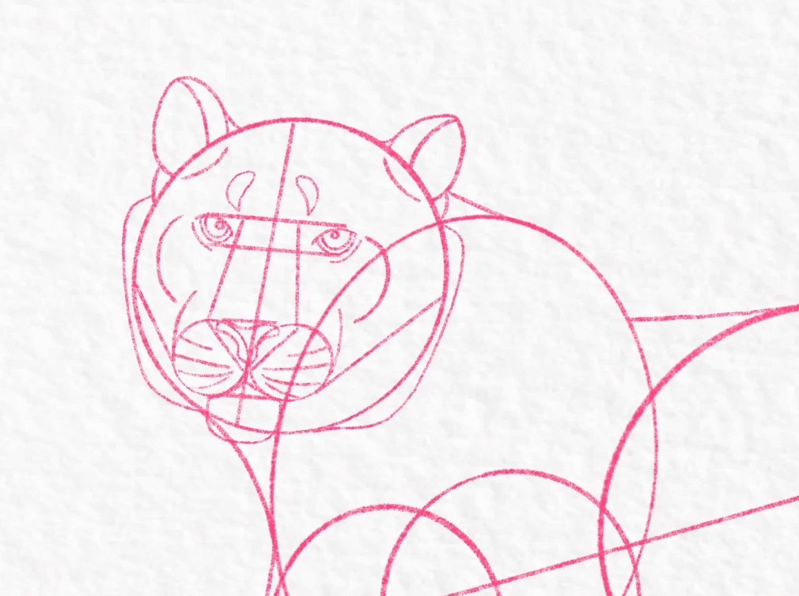 How to draw a tiger, step by step tutorial - step 25, cropped