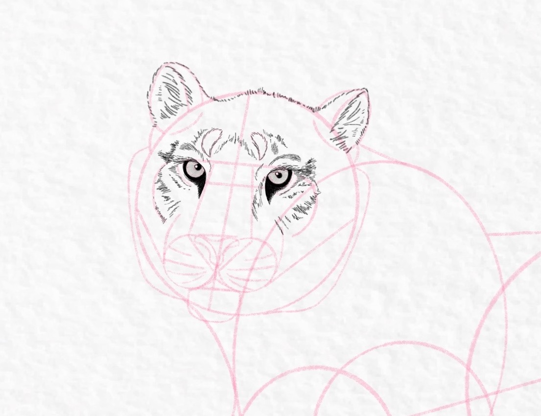 How to draw a tiger, step by step tutorial - step 30, cropped