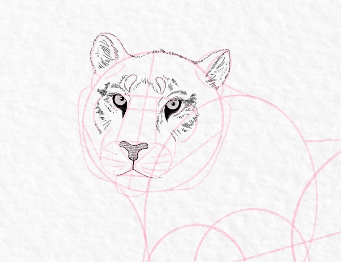 How to draw a tiger, step by step tutorial - step 31b, cropped
