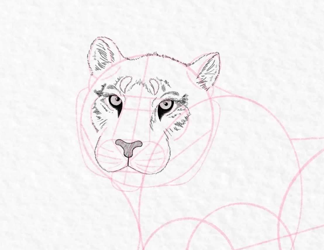 How to draw a tiger, step by step tutorial - step 32, cropped