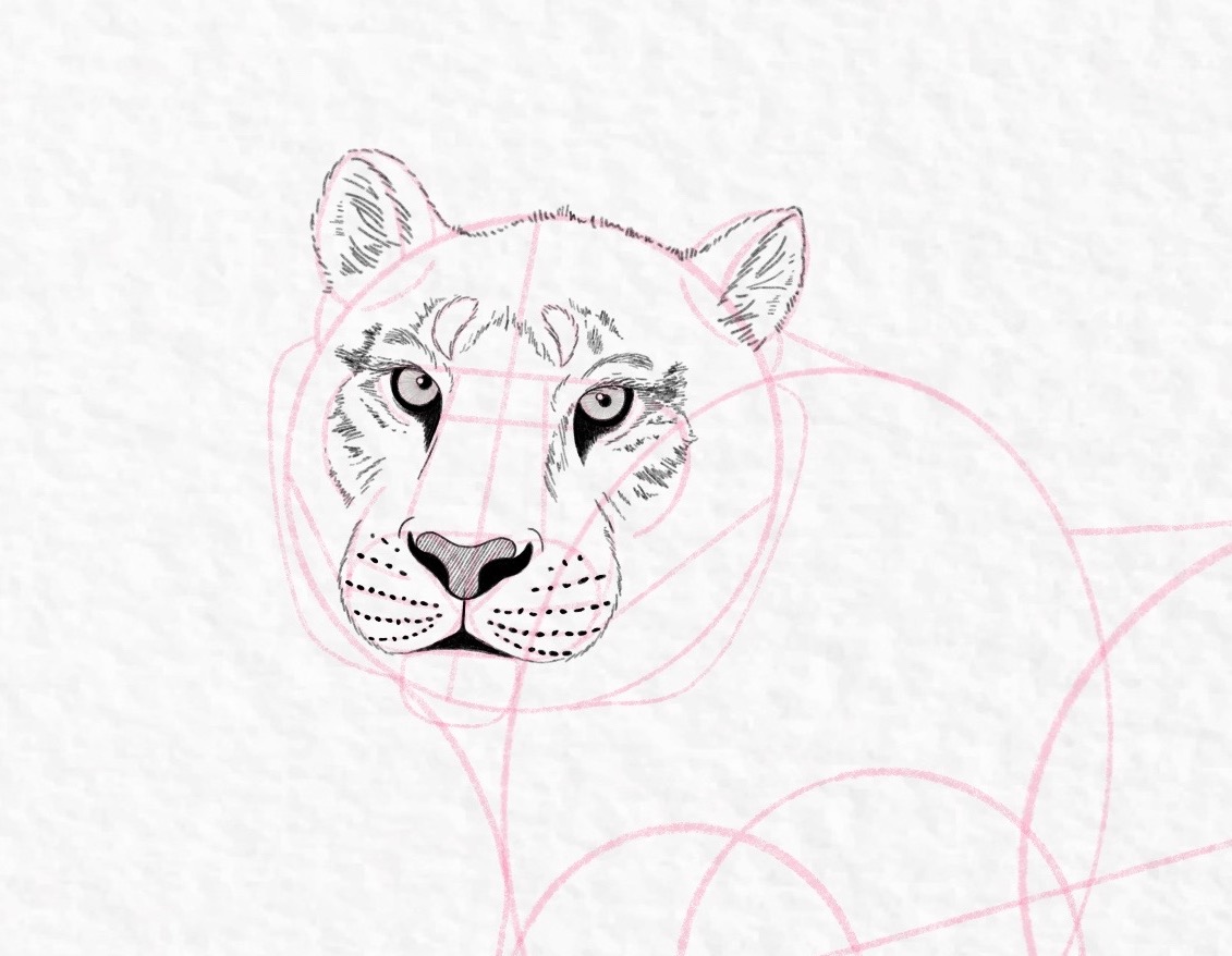 How to draw a tiger, step by step tutorial - step 34, cropped