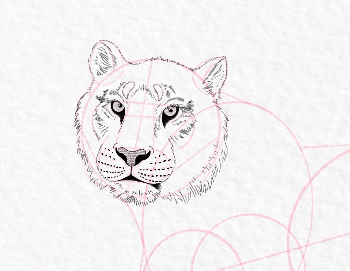 How to draw a tiger, step by step tutorial - step 35, cropped
