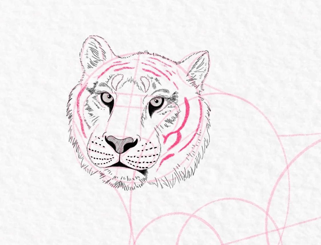 How to draw a tiger, step by step tutorial - step 36a, cropped