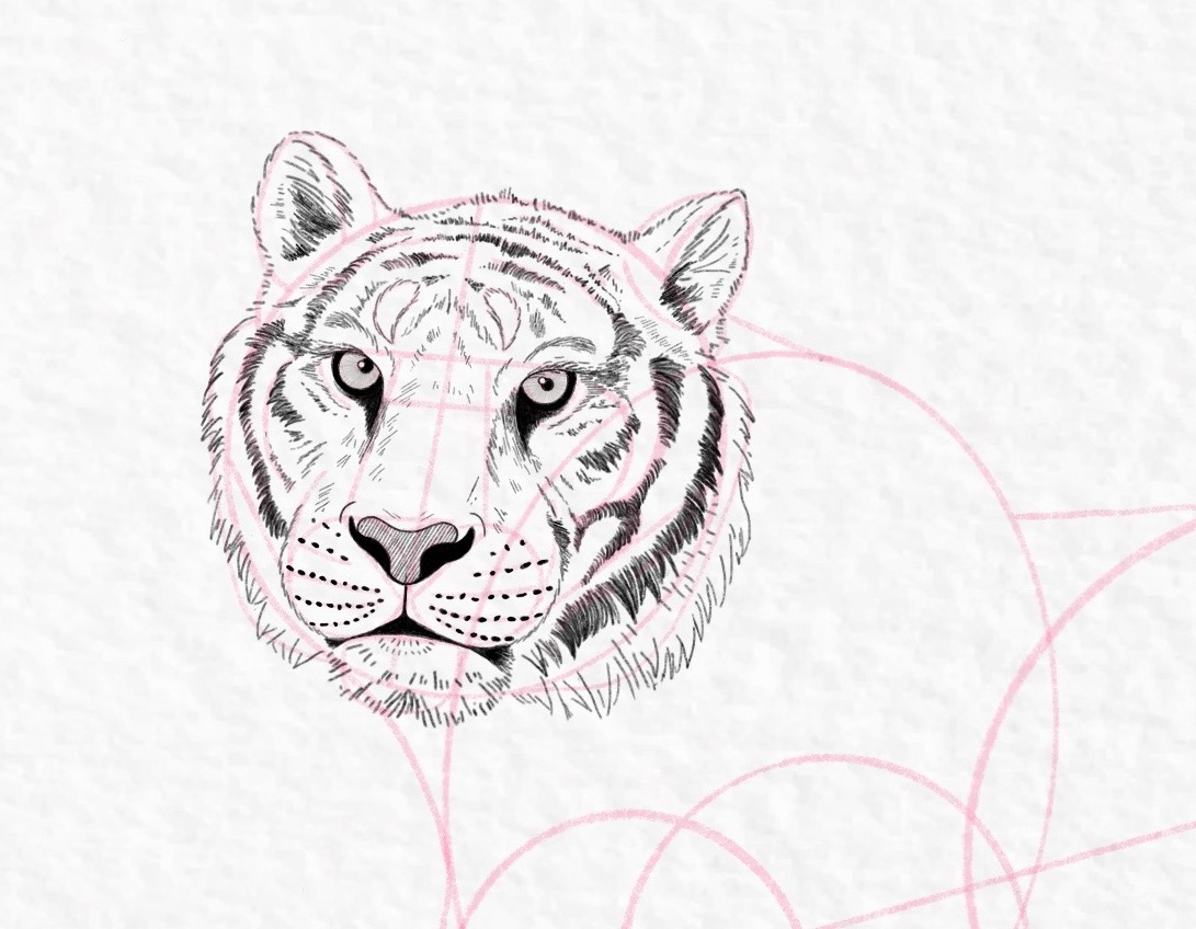 How to draw a tiger, step by step tutorial - step 37, cropped